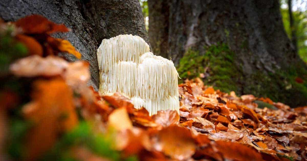 Lions Mane hericeum erinaceum capsules