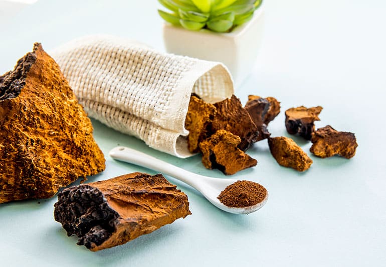 Chaga Inonotus Obliquus