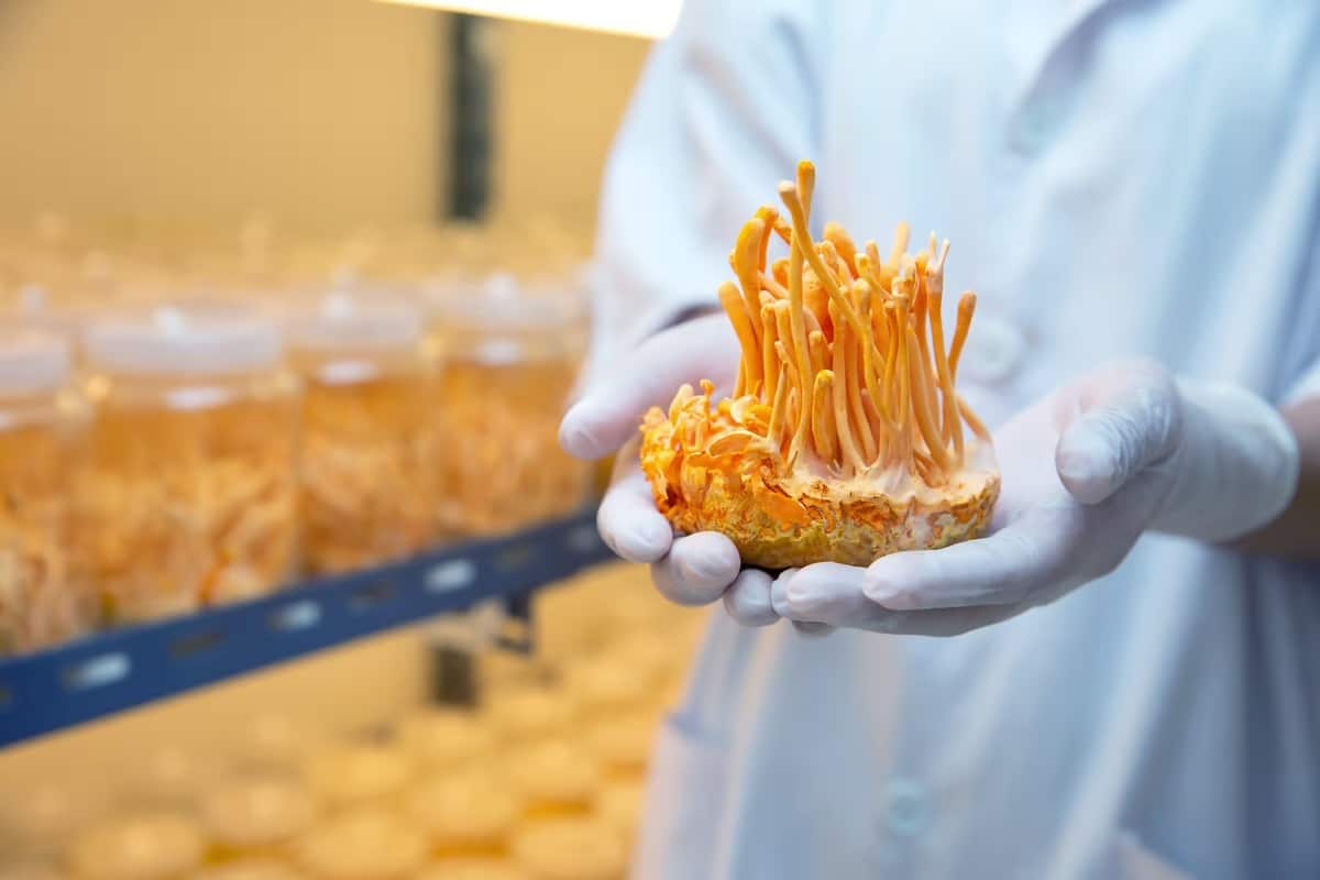 cordyceps militaris